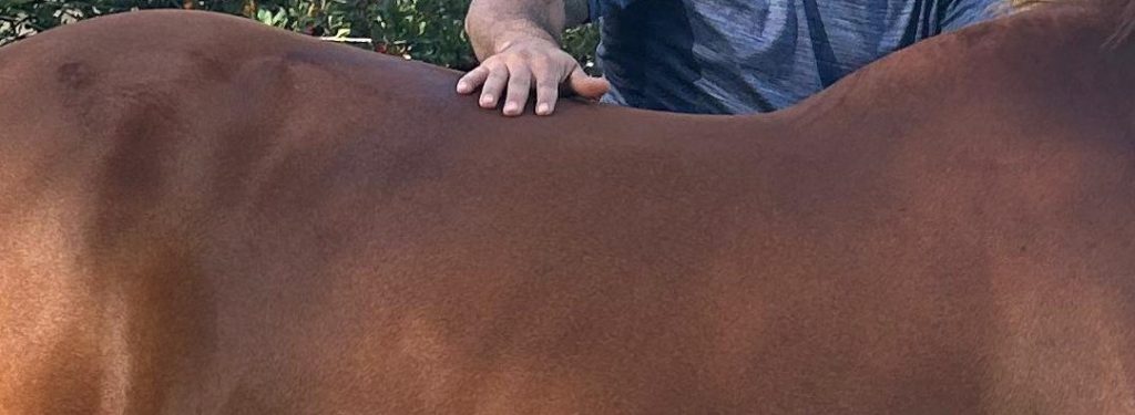 WhatsApp Image 2025-10-22 at 19.45.59 (2) WhatsApp Image 2025 10 22 at 19.45.59 2 1024x375