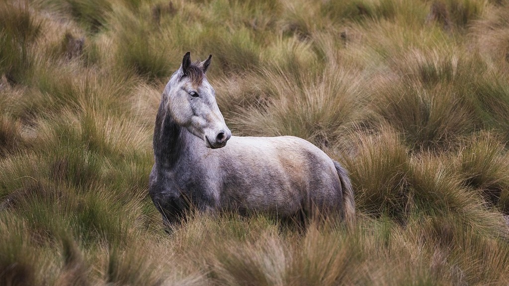 animal 9113761 1280 1