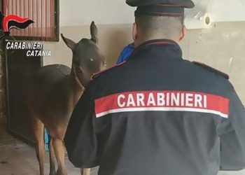 Santa Maria di Licodia: allevamento abusivo