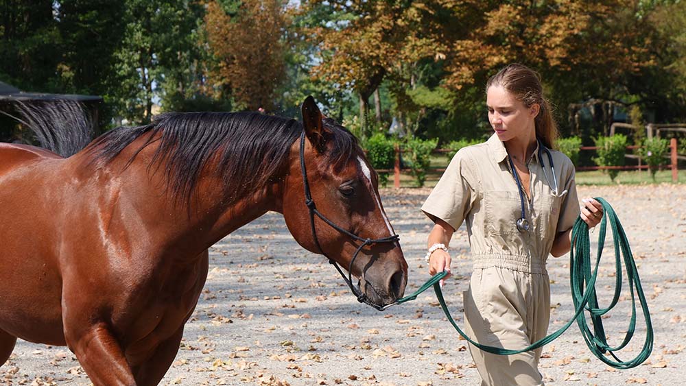 cavallo a mano con tecnico