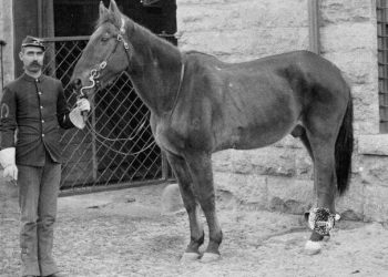 comanche horse d3d68d75 4356 495b afe5 136f7dfbafb resize 750 350x250