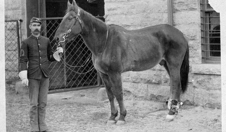 comanche horse d3d68d75 4356 495b afe5 136f7dfbafb resize 750