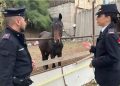 Carabinieri al Villaggio Sant’Agata per cavalli maltrattati