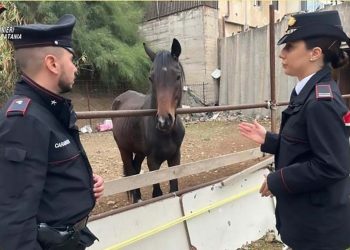 Carabinieri al Villaggio Sant’Agata per cavalli maltrattati