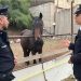 Carabinieri al Villaggio Sant’Agata per cavalli maltrattati