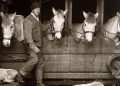 herbert ponting captain lawrence oates and siberian ponies on board terra nova 1910 1 120x86