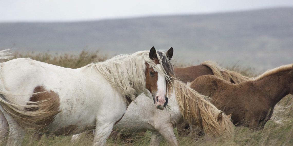 horse 4572080 1280 1 1140x570