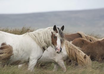 horse 4572080 1280 1 350x250