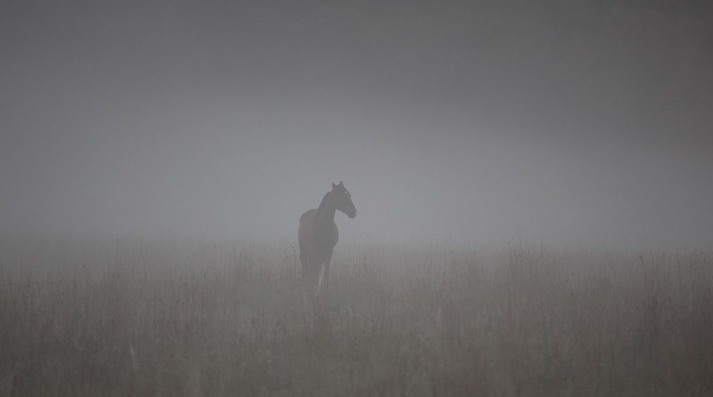 horse 623536 1280 1 1024x570