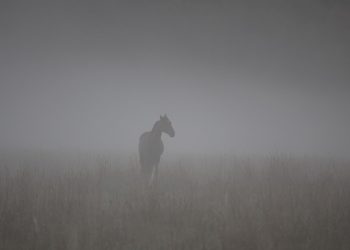 horse 623536 1280 1 350x250