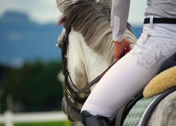 horse riding 7417456 1280 1 350x250