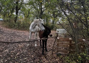 mi8v22zkraxj6o4i4yn 350x250