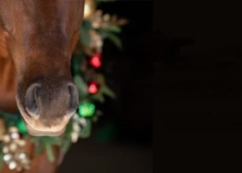 A Tolfa il Villaggio di Babbo Natale 2025 tra pony, cavalli e spettacoli equestri