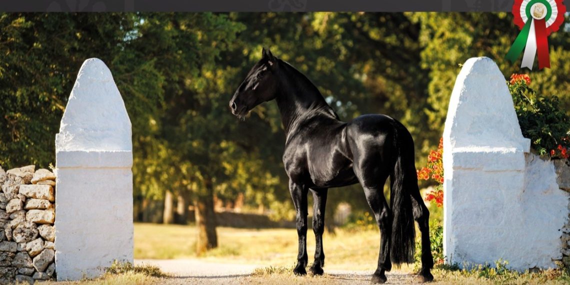 70 edizioni di Mercato Concorso per 100 anni di Cavallo delle Murge: la festa è a Martina Franca