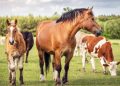 Cavalli e equidi nell’agricoltura UE 