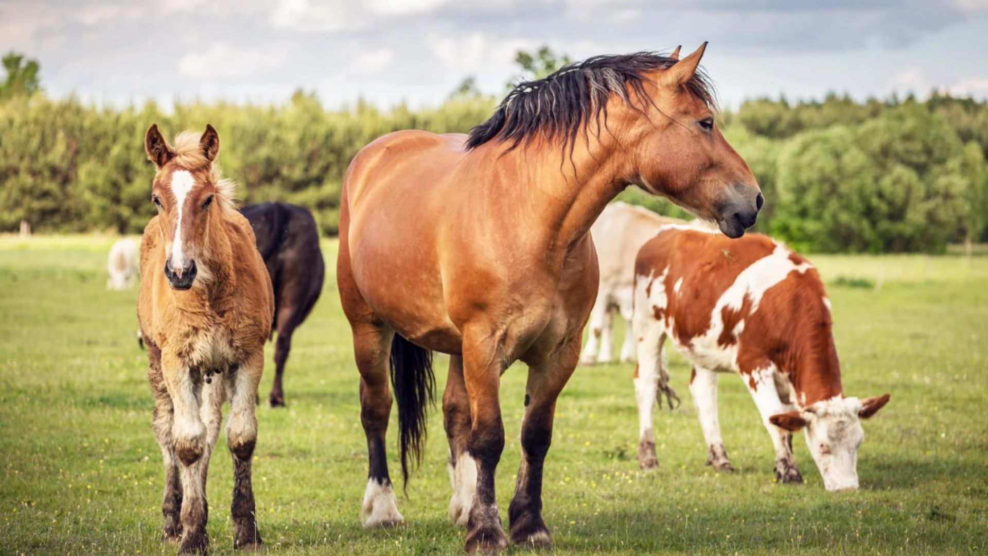 Progetto senza titolo 2025 12 29T141204.067