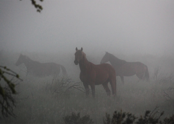Schermata 2025 12 01 alle 16.00.34 350x250