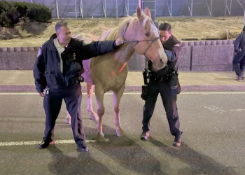 Cavalli in fuga? Non solo in Italia