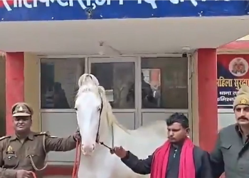 Cavallo rubato alla polizia torna a casa sano e salvo