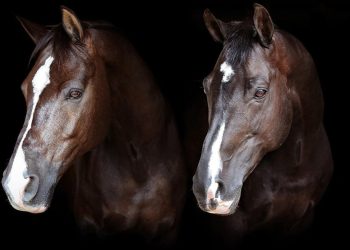 Uthopia e Valegro 350x250