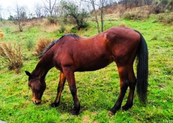 Firenze, l’Agente della Polizia Municipale Egidio va in pensione…e al prato!
