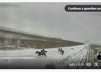 Cavalli in guerra, a volte si salvano: a volte, almeno loro