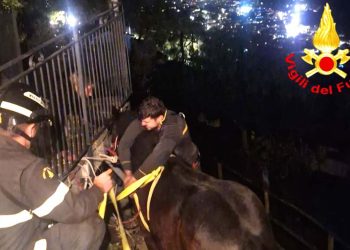 In Liguria cavallo salvato dai vigili del fuoco