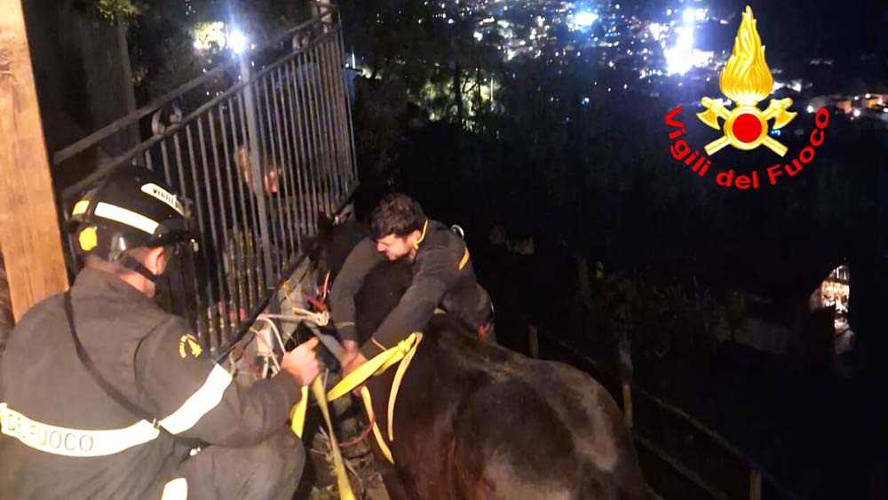 il cavallo salvato dai vigili del fuoco