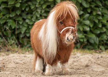 Si chiama Pumuckel ed è il più piccolo del mondo