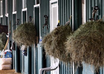 Allarme EHV-1 in Francia: focolai nel Basso Reno e scuderie in quarantena