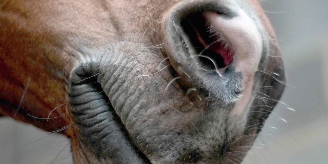 Se hai paura, il cavallo lo sa