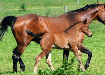 Puledrini e svezzamento: stare un po’ di più con la mamma fa bene