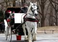 Carrozze per turisti: notizie dal mondo, partendo da New York