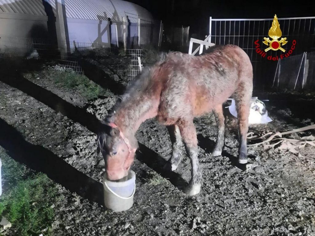 Cavallo-salvato-dovadola-22-gennaio-2026 Cavallo salvato dovadola 22 gennaio 2026 1024x768