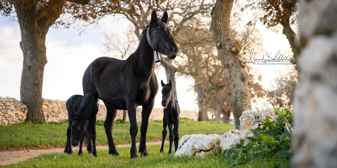 A Putignano doppio centro per Pilar, cavalla delle Murge
