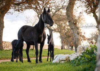 A Putignano doppio centro per Pilar, cavalla delle Murge