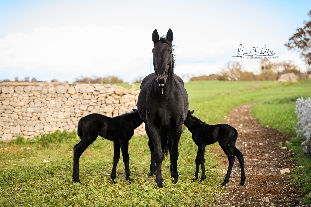 GEMELLI - VANNI-18 GEMELLI VANNI 18