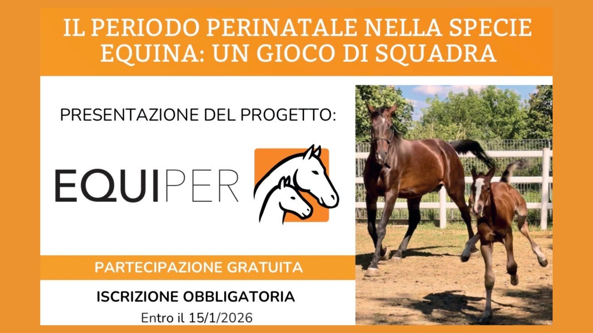 Progetto senza titolo 51