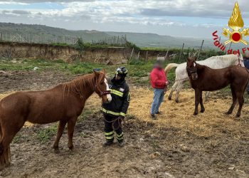 Salvi i cavalli di Niscemi ma è emergenza