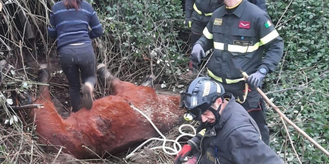 Anche a Forlì, straordinari (per i) Vigili del Fuoco, recuperato cavallo da un dirupo
