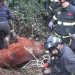 Anche a Forlì, straordinari (per i) Vigili del Fuoco, recuperato cavallo da un dirupo