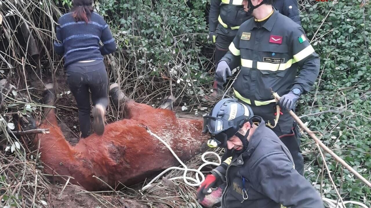 cavallo salvato caduta dirupo 22 gennaio 2026 1