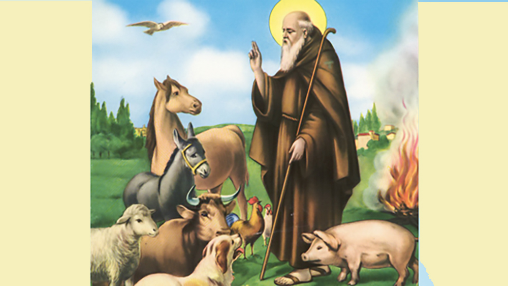 notizia FestaSant Antonio 740x300 2