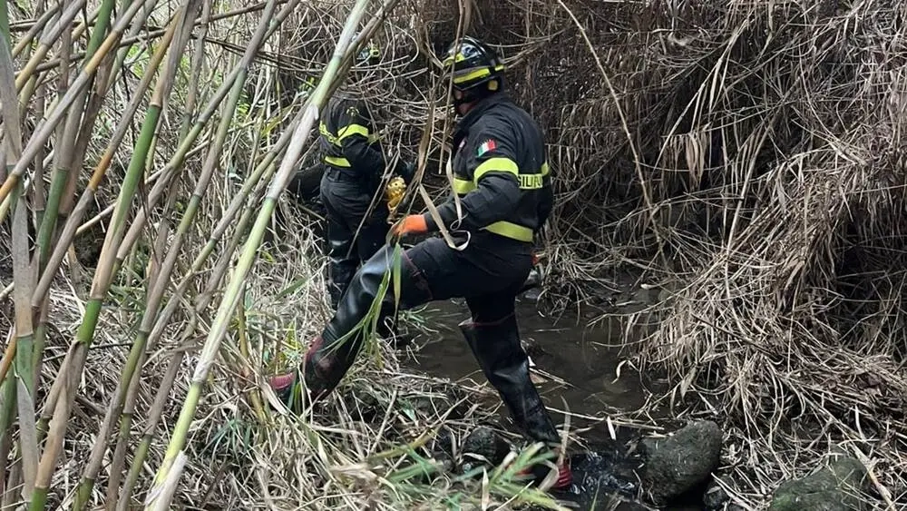soccorso cavallo cerveteri 188995