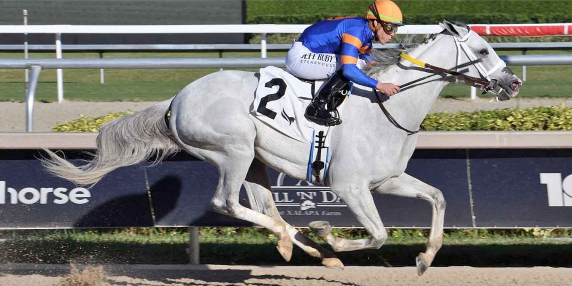 La Pegasus World Cup, il primo grande appuntamento del 2026