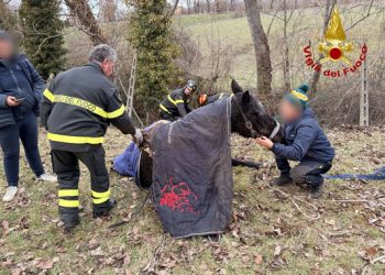 Nocera Umbra, cavalla salvata dopo un volo di 4 metri nel torrente