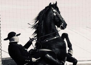 Addio a Massimo Barbé, ambasciatore della monta minorchina in Italia