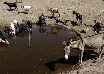Il Kenya ha sete: emergenza in corso anche per asini e  altri animali