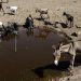 Il Kenya ha sete: emergenza in corso anche per asini e  altri animali