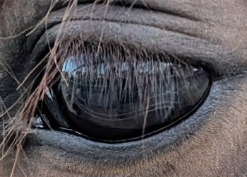 Sindrome post traumatica: anche nei cavalli?